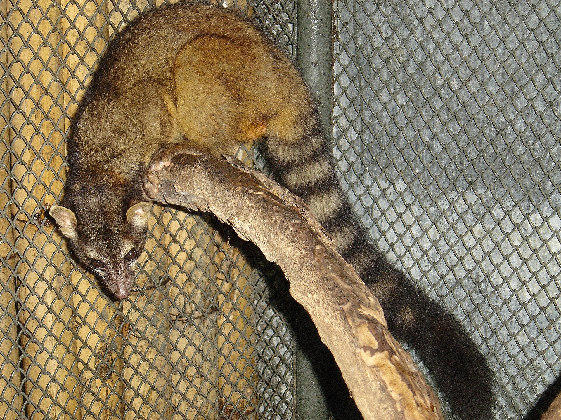 A ringtail, the quote-unquote cousin of the Raccoon.